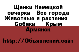 Щенки Немецкой овчарки - Все города Животные и растения » Собаки   . Крым,Армянск